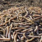 king-herod-eaten-alive-by-worms-photo-u1