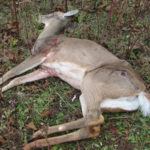 DeerChronicWastingDisease