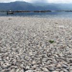 Great-Fish-Kill-central-VN-coast-0416