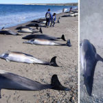 dolphins-stranded-937319